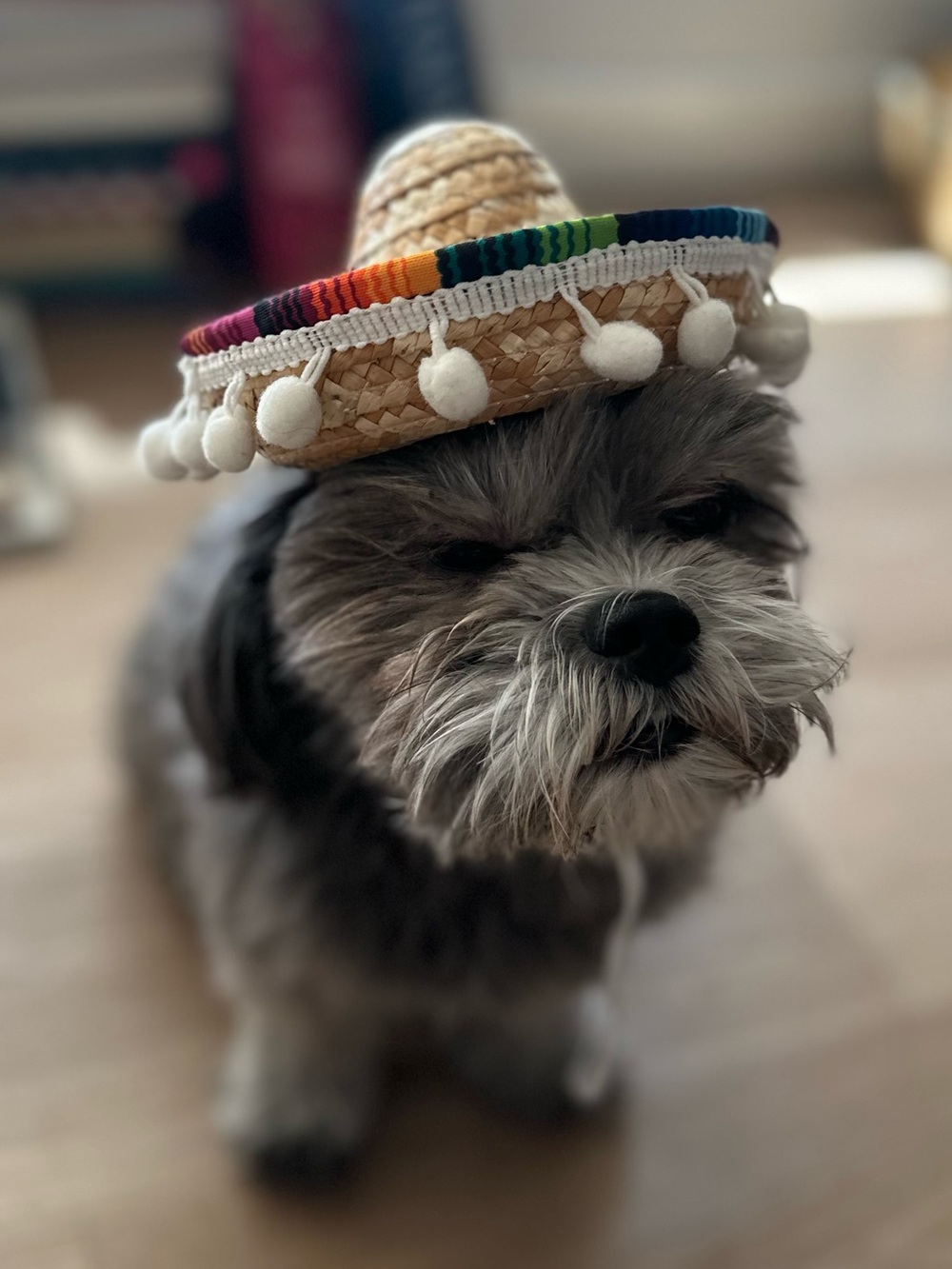 Small Multicolor Dog Hat – Festive Straw Pom-Pom Pet Hat